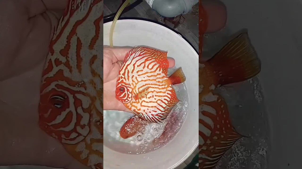 Отправка красавчиков в Стерлитамак #аквариумныерыбки #aquarium #аквариум #дискусы #shorts #short смотреть онлайн