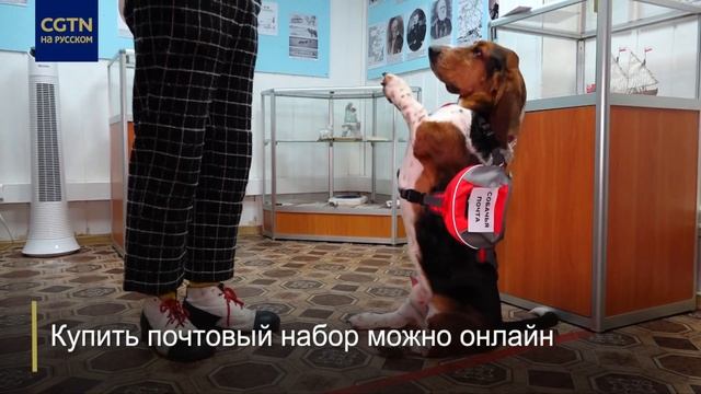 Четырёхлапые почтальоны смотреть онлайн