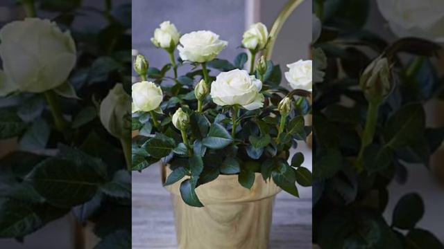 ЧТО ДЕЛАТЬ, ЧТОБЫ КОМНАТНАЯ РОЗА ЦВЕЛА? смотреть онлайн