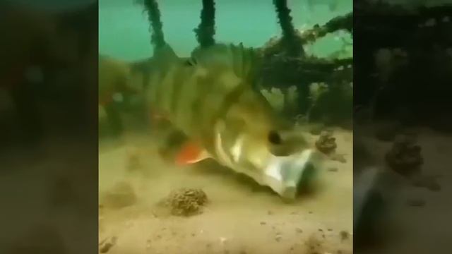 Рыбалка. Окунь. Хищник. смотреть онлайн