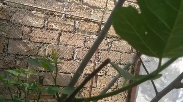 инжир виолетта или одесский абориген смотреть онлайн