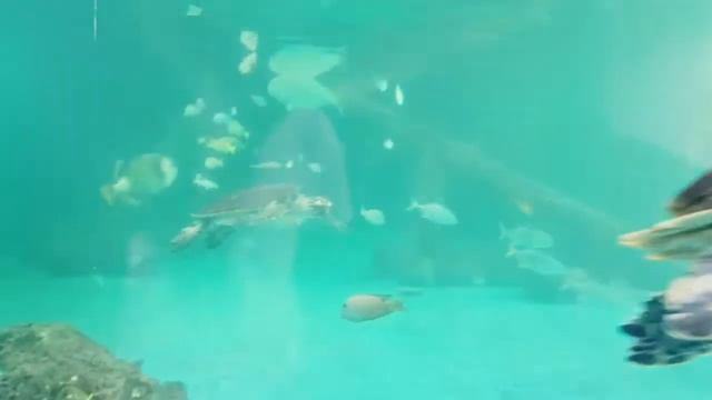 Aquarium Of Mauritius♡ смотреть онлайн