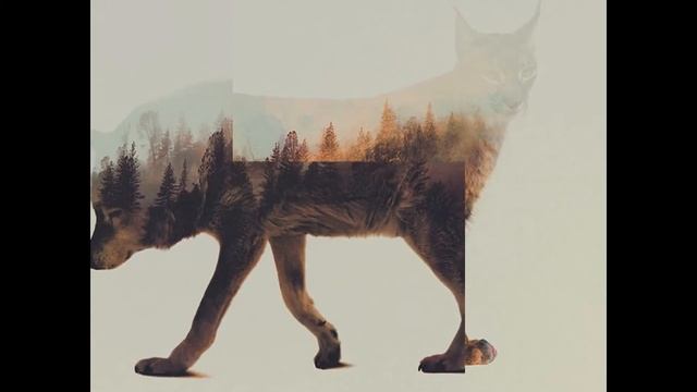 Красивые картинки животных [2] смотреть онлайн