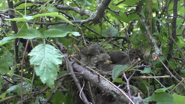 Жулан у дороги 160613 1 22 2Pa770 5 ♀ осматривает гнездо, НАШЛА МОРДОЧКУ И С НЕЙ УЛЕТЕЛА смотреть онлайн