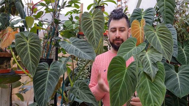 Philodendron Splendid Review | 2 Years Later | Philodendron Verrucosum X Melanochrysum