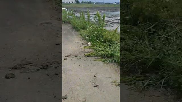 как растет рис смотреть онлайн