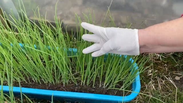Закалка рассады лука ЭКСИБИШЕН перед высадкой в открытый грунт! смотреть онлайн