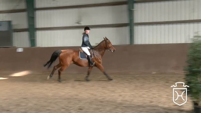 Holsteiner Stute Von Clearway - Loutano