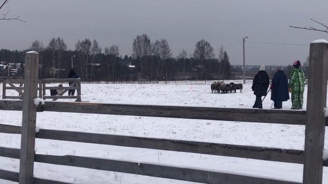 26/11/2023 квалификационные соревнования Некрасовской , 2 класс Молли смотреть онлайн