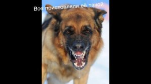 Про овчарку