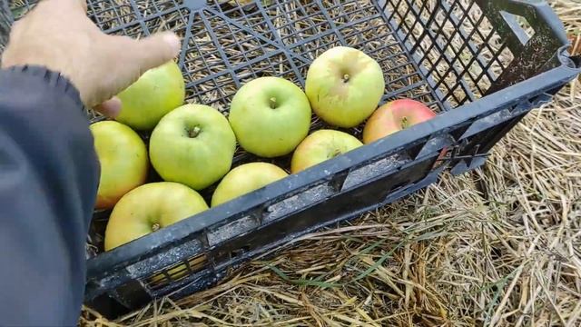 Сорт яблук "Сніжний кальвій" смотреть онлайн