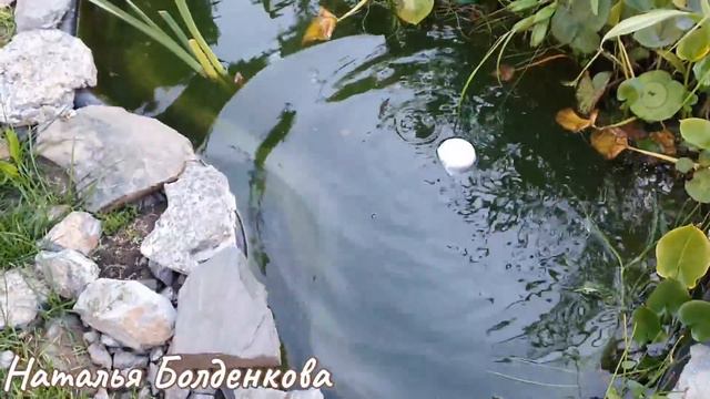 Прудик//Мысли о колбасе//Жалко лета смотреть онлайн