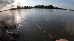 Кубанский жерех. Начало! Река Кубань. Ловля жереха на спиннинг в начале лета.