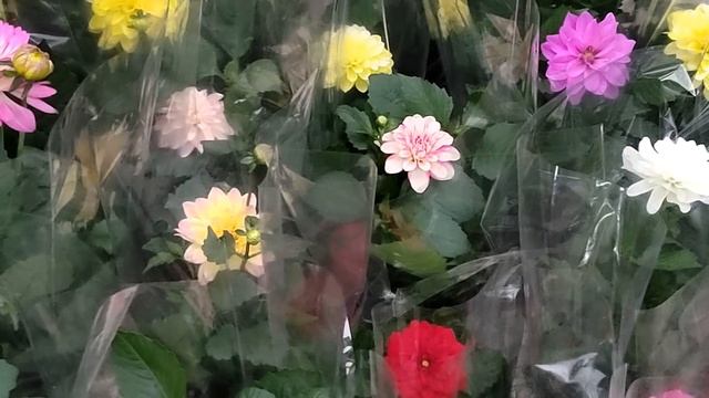 цветочный рынок Краснодар 10 мая 2023 г смотреть онлайн