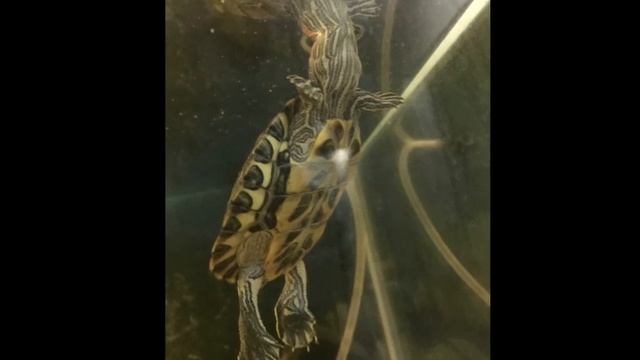 Red eared slider turtle 1 year growth Update смотреть онлайн