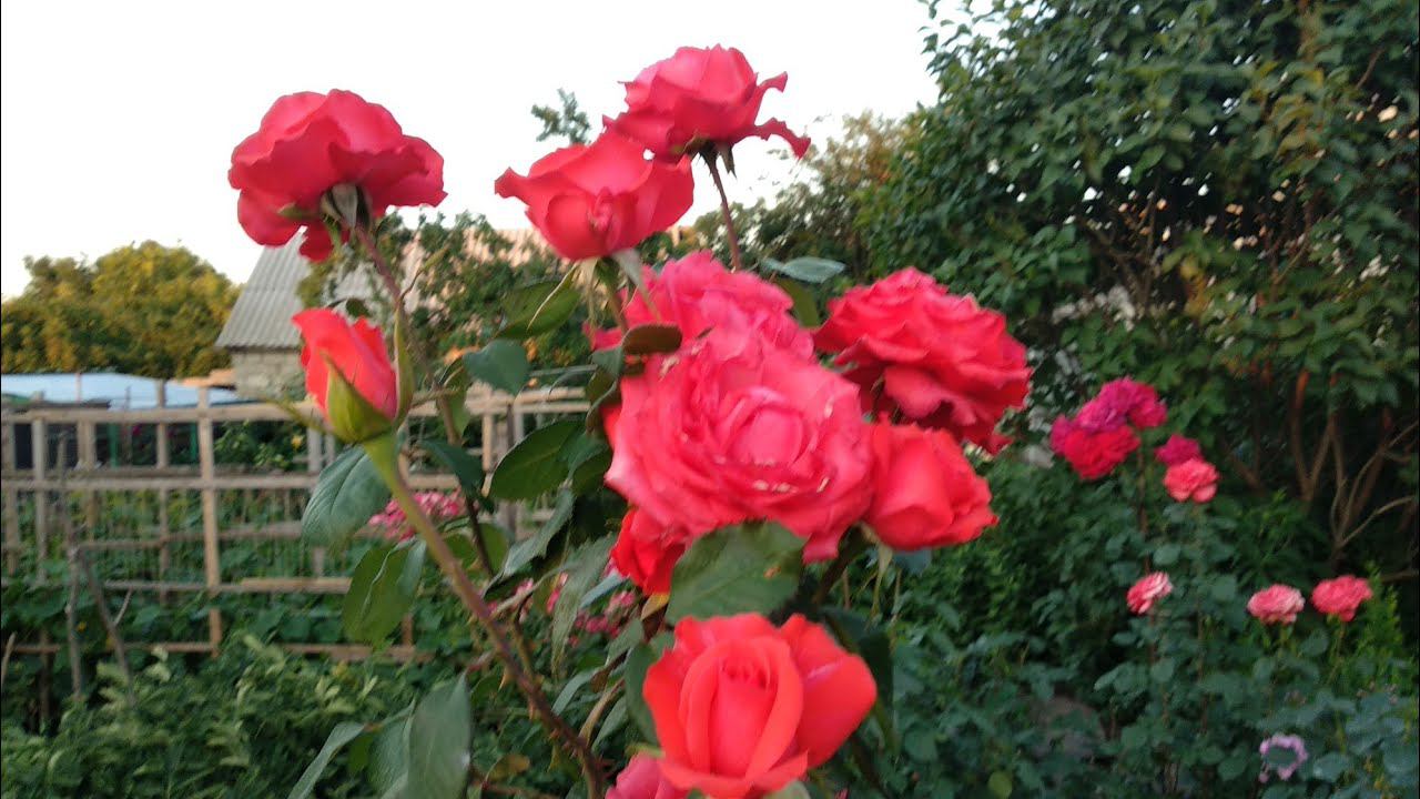 Розы. Второе цветение. Роза Голштейн Перл .Обрезка чайногибридных роз в конце лета. смотреть онлайн