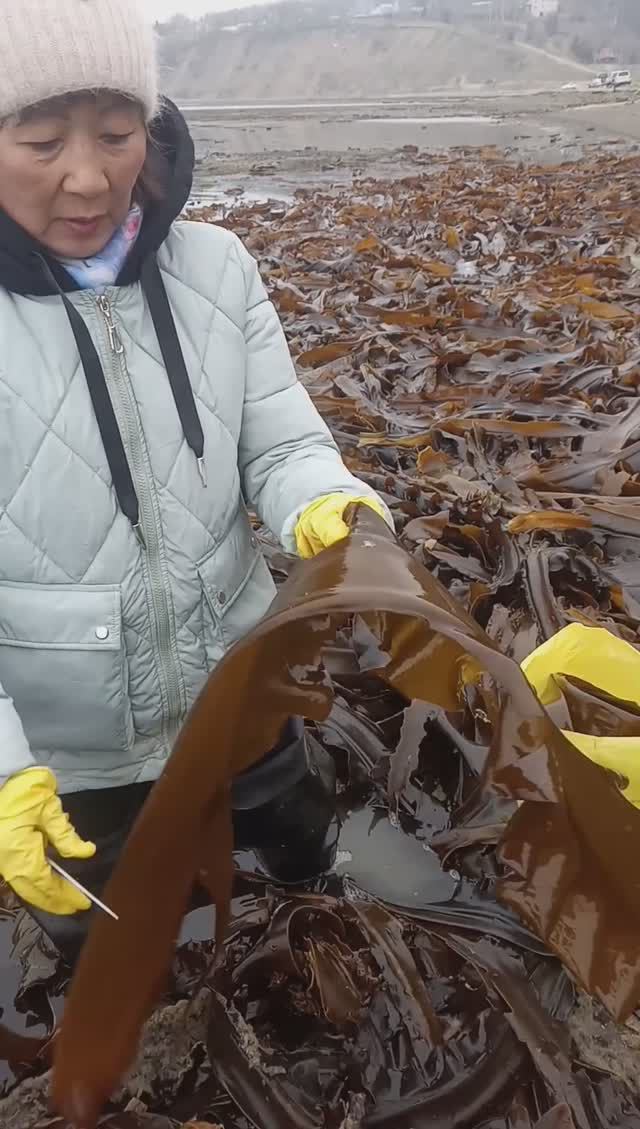 Сбор морской капусты #морская прогулка смотреть онлайн