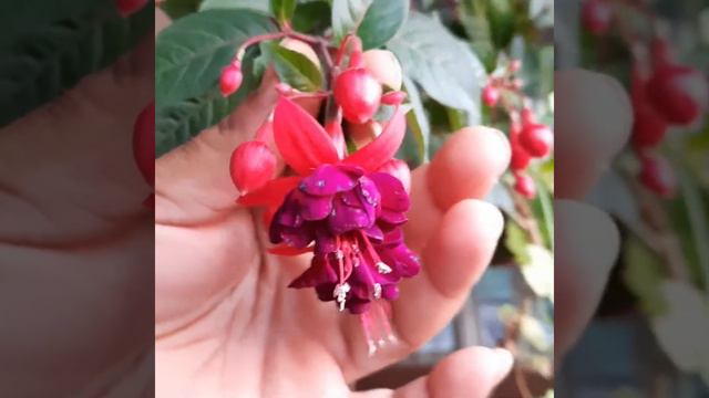 Fuchsia and different varieties смотреть онлайн