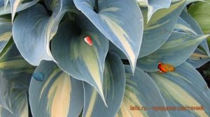 Хоста гибридная Катерина (hosta katerina) ? хоста Катерина обзор: как сажать саженцы хосты Катерина