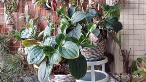 Мединилла(Medinilla)-Странная но Прекрасная Капризница?Выращивание Уход Проблемы