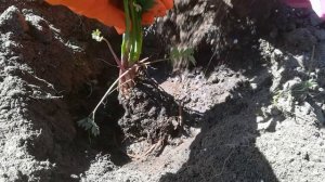 ЛЮБИСТОК. ТРАВЯНИСТОЕ МНОГОЛЕТНЕЕ РАСТЕНИЕ. ПОСАДКА.