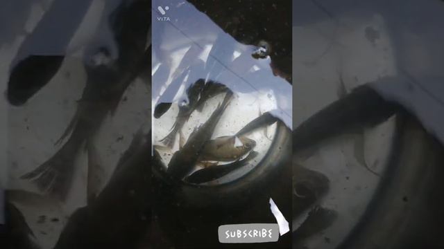 3fit range 12v mini fishing machine testing(ultrasonic inverter) смотреть онлайн