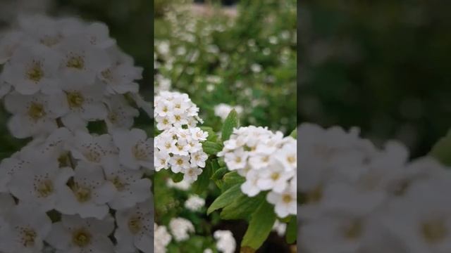 Спирея Вангутта или Спирея Грефшейм? смотреть онлайн