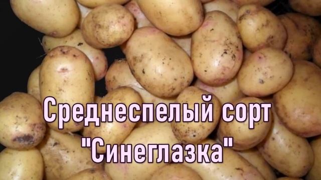 Ранние Сорта Картошки смотреть онлайн