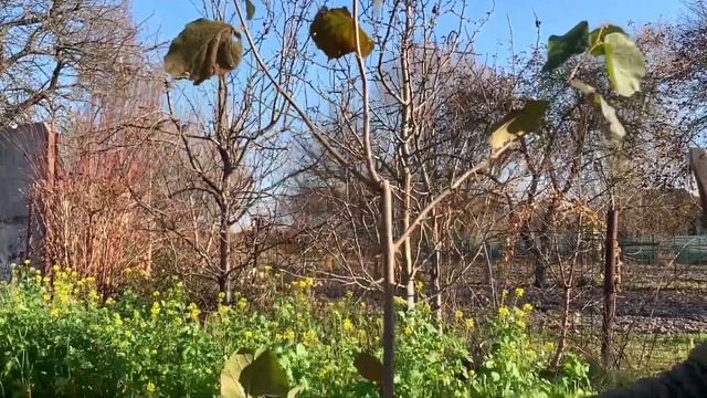 ЖИЗНЬ в ГЛУХОЙ ДЕРЕВНЕ. БЕЛАРУСЬ. САЖЕНЦЫ фундука смотреть онлайн