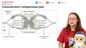 Вся анатомия за 7 часов | ЕГЭ-2024 по биологии
