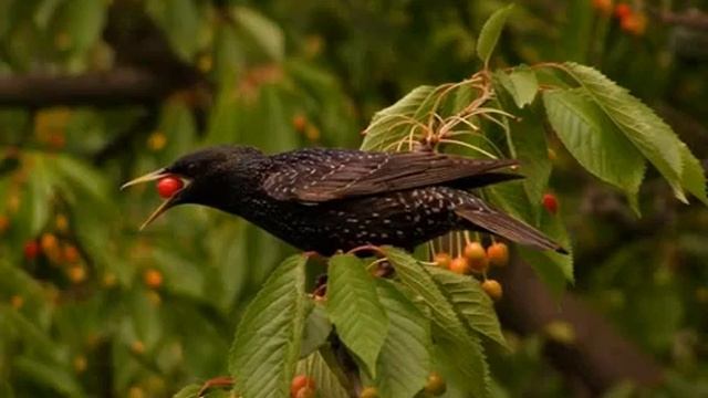 Окружающий мир ~ Перелетные птицы смотреть онлайн