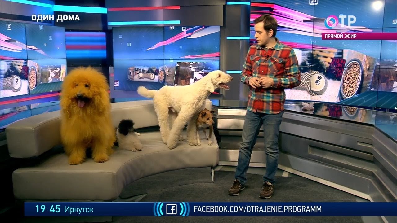 Как дрессировать собаку? Рассказывает и показывает Михаил Ермаков смотреть онлайн