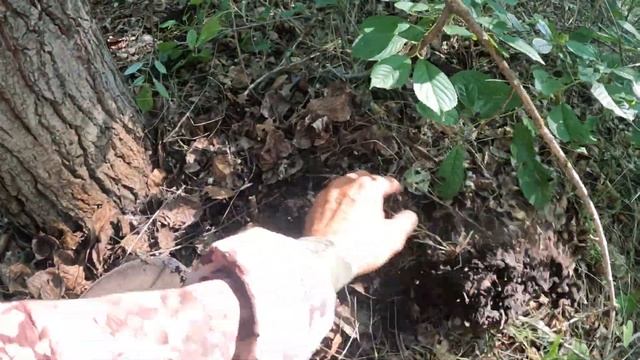 И МЕТАЛЛ И ГРИБЫ И РЫБА смотреть онлайн