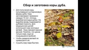 заготовка  коры дуба подробно
