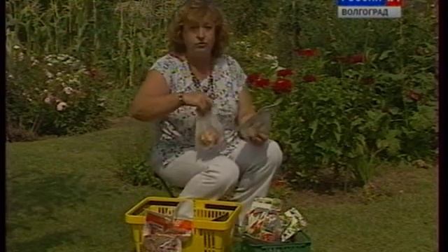 Особенности осенней посадки луковичных. смотреть онлайн