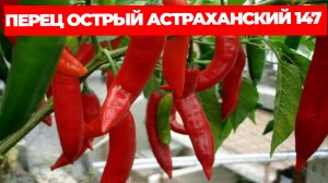 ПЕРЕЦ ОСТРЫЙ АСТРАХАНСКИЙ 147 ОПИСАНИЕ СОРТА И ОТЗЫВЫ