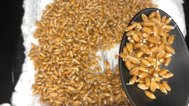 Как прорастить пшеницу в домашних условиях | Полезная еда дома | Рецепты просто смотреть онлайн