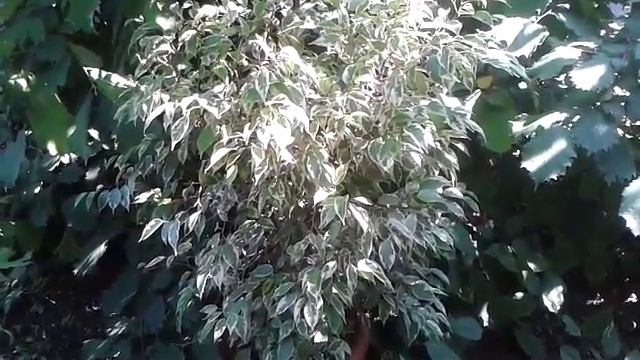 фикус Бенджамина. Уход в домашних условиях смотреть онлайн