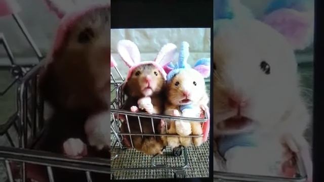 Прикольные пушистые хомячки ? смотреть онлайн