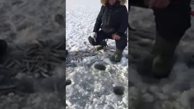 Корюшка малоротая оз.изменчивое Сахалин смотреть онлайн