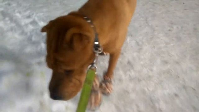 Зимняя обувь для собак. смотреть онлайн