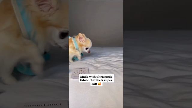 Tiny Dog Harness Tests ( Part 2 ) By Chihuahua Cedric смотреть онлайн