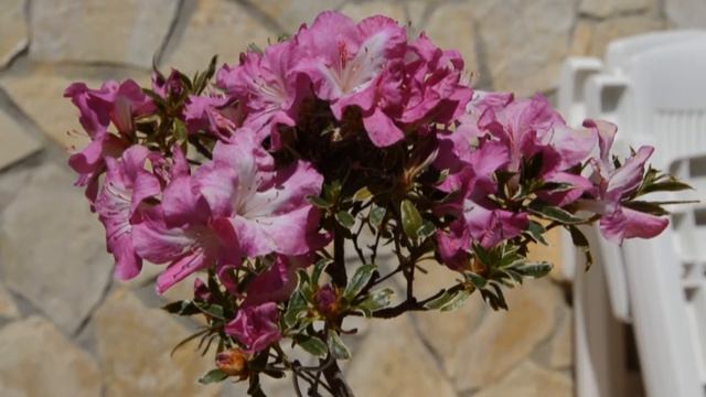 Цветение Азалии Бонсай смотреть онлайн