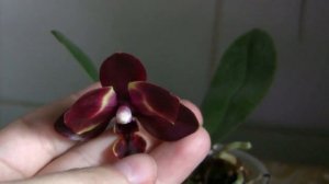 Домашнее цветение фаленопсиса Наоми.)