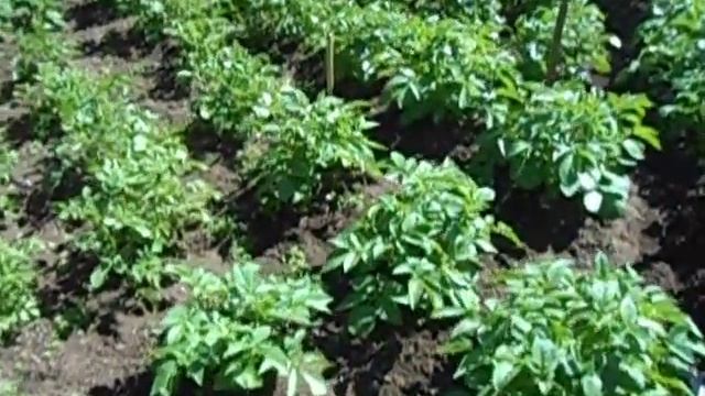 Поливать или нет,Окучивать или нет-картофель СЫНОК смотреть онлайн