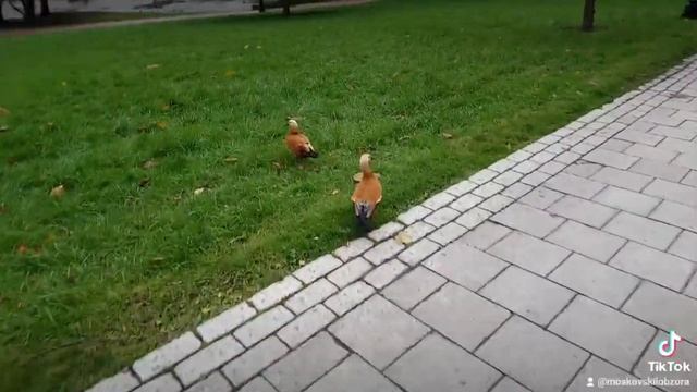 ОГАРЬ В ЦАРИКАХ! ХОЧУ ПОЖРАТЬ ВОТ И БЕГАЮ ВЕСЬ ДЕНЬ ЗА КРАСНЫМИ УТКАМИ! смотреть онлайн