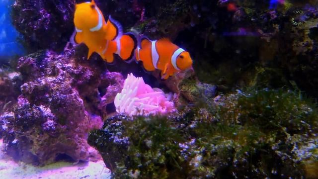 04 Hours Stunning Aquarium Reduce Stress And Anxiety, Meditation Music, Relax Sleep, Beautiful Fish