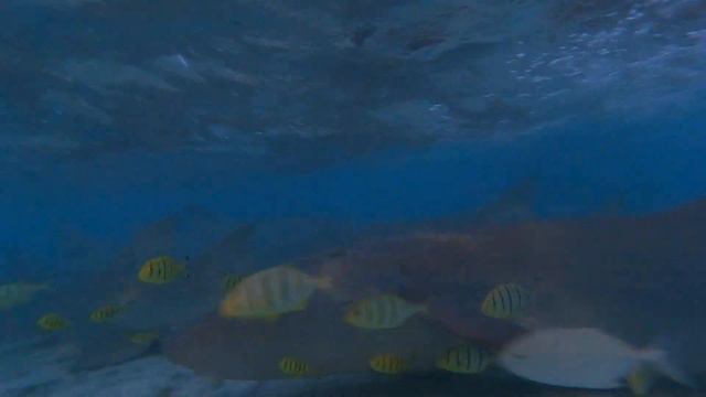 Maldives, Thinadhoo, Vaavu atoll GH010382 смотреть онлайн