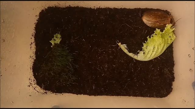 #1 Вид таракана: Archimandrita tesselata (Архимандрита тесселата) смотреть онлайн