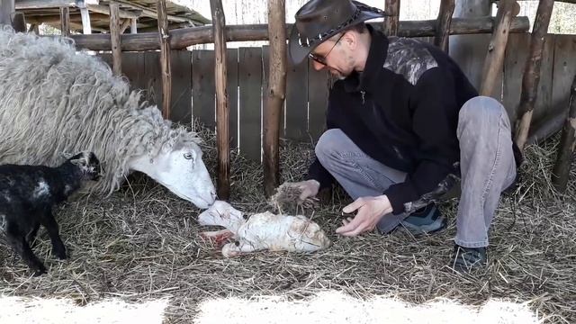Окоты овец. Как принять роды у овцы. смотреть онлайн